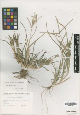 Eleusine indica (L.) Gaertn.
