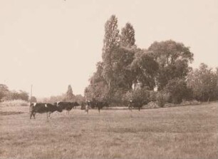 Dresden-Hellerau, an der Ochsenwiese am Biedersberg