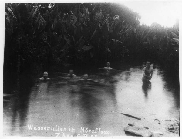 Water lilies in the Möra river