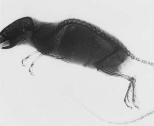 Röntgenaufnahme, Maus (Leppin & Masche) : Technikgeschichte | Physik | Elektrizität | Röntgenstrahlen