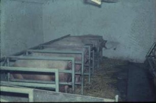 Fotografie: Sauenhaltung, Gruppenhaltung, Fütterung, Futtervorlage
