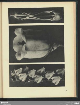 Vaccinium corymbosum