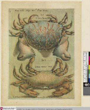 Le cancer heracleoticus; Le cancer marinus remex