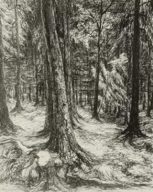 Waldinneres