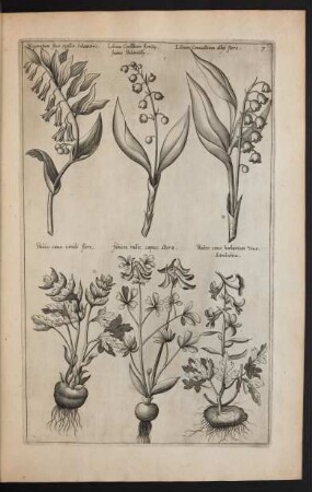Taf. 7. [Polygonatum, Convallaria und Aristolochia]