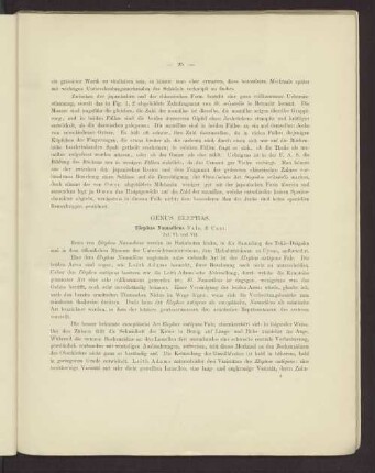 Genus Elephas. Elephas Namadicus Taf. VI. und VII.
