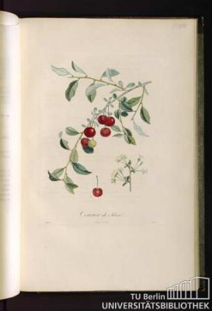 P. LXVIII. Cerisier de Siberie.