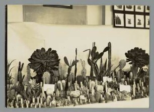 In der Kakteen-Ausstellung : Kakteenausstellung der Deutschen Kakteen-Gesellschaft