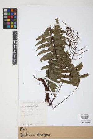 Blechnum divergens (Kunze) Mett.