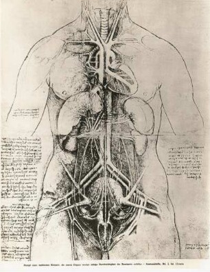 Rumpf eines weiblichen Körpers : Rumpf eines weiblichen Körpers, Zeichnung von Leonardo da Vinci