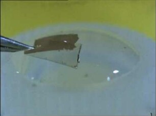 Electron Microscopic Preparation Techniques - 3. Negative Staining