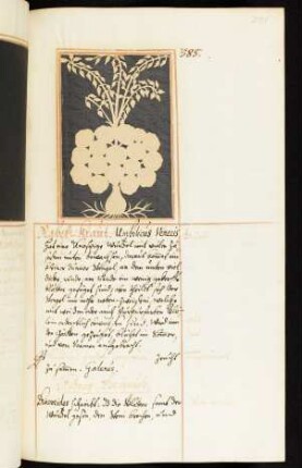 Nabel-Kraut bis Niese-Wurtz