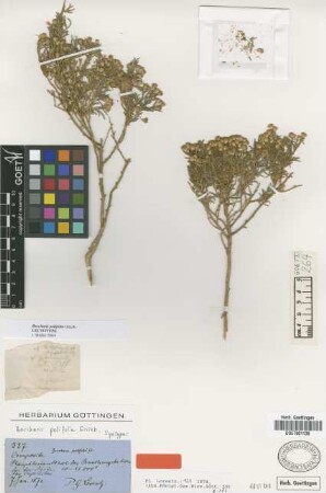 Baccharis polifolia Griseb. [syntype]