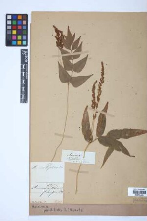Anemia phyllitidis (L.) Sw.