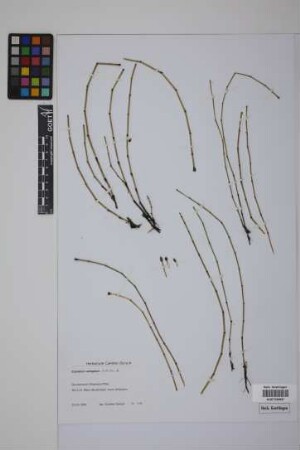 Equisetum variegatum variegatum Schleich.