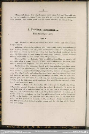 6. Trifolium incarnatum L. Fleischfarbiger Klee