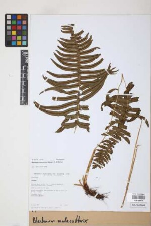 Blechnum malacothrix Maxon & C.V. Morton
