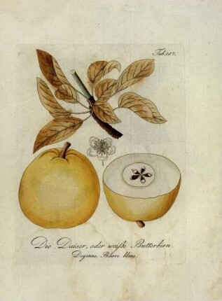 Tab. 107. Die Daiser, oder weiße Butterbirn [...]