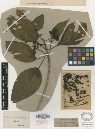 Petitia domingensis Jacq. var. Griseb. jamaicensis