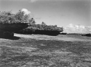 Korallenfelsen : Korallenfelsen während der Ebbe