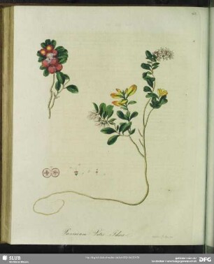 Vaccinium Vitis Idaea. Gemeine Preisselbeere