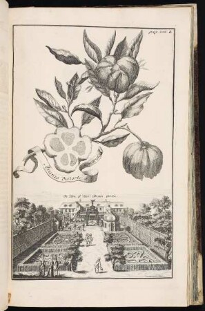 p. 206a In Hrn. G. Han: Braun Garten. - Braun, Garten, Johannisstraße, Nürnberg- Sankt Johannis