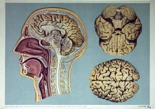 Kopf und Gehirn