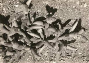 Südwestafrika (Namibia). Sukkulenten der Wüste Namib. Mesembryanthemum sarcocalycantum