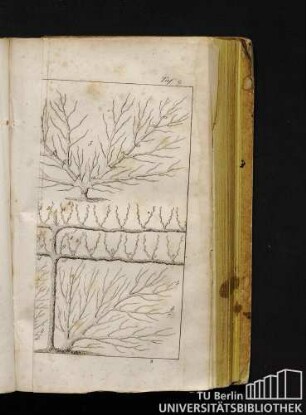 Taf. 8. Beschneiden.