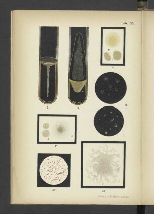 Tab. 33 Bacterium vulgare