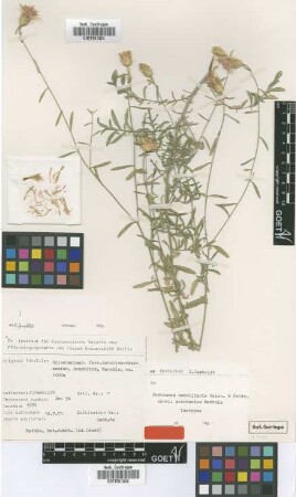 Centaurea subciliaris Boiss. & Heldr. subsp. acarnanica Matthas[isotype]