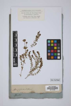 Asperula hirta Ramond