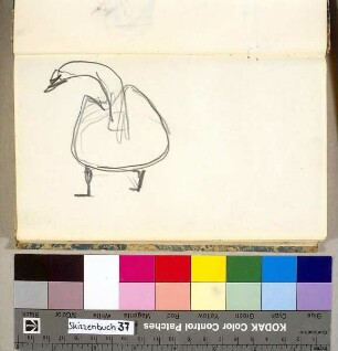Schwan