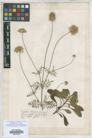Scabiosa