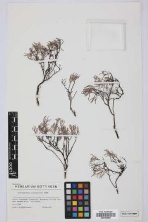 Dicheranthus plocamoides Webb