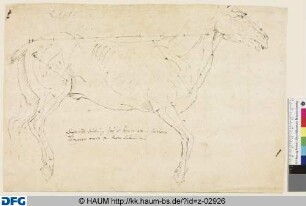 Anatomische Studie eines trabenden Pferdes im Profil nach rechts, mit Proportionslinien