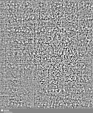 Doppeladler (gekrönt) + Z = S.5/6