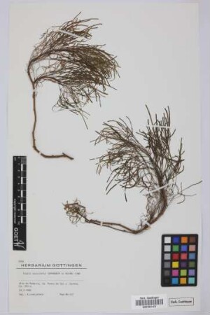 Tolpis succulenta Lowe