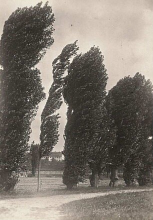 Pyramidenpappel, Säulenpappel, Spitzpappel oder Italienische Pappel(Populus nigra 'Italica') im Wind