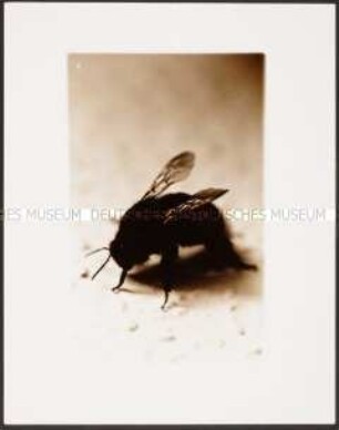 Nahaufnahme einer Hummel (Altersgruppe 18-21)