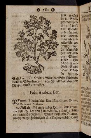 362-373, Faba Arabica - Ferula galbanifera