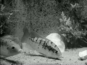 Tilapia multifasciata (Cichlidae) - Laichablage
