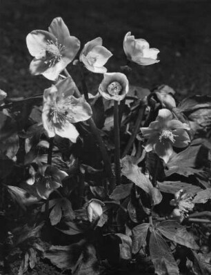 Schneerose oder Christrose (Helleborus niger), Pflanzenart der Gattung Nieswurz (Helleborus) in der Familie der Hahnenfußgewächse (Ranunculaceae)