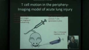 Environmental influences on T cell motion in intact tissues