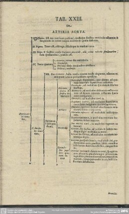 Tab. [XLIII.] De Arteria Aorta