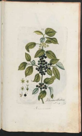 339. Rhamnus catharticus