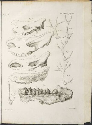 Pl. XXXIX. pag 508