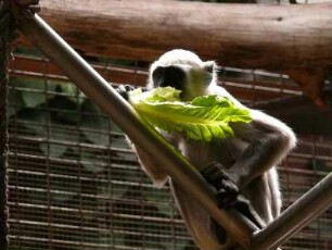Berliner Zoo, Affe mit Salatblatt