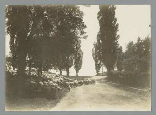 Belgershain. Austrieb der Schafherde
