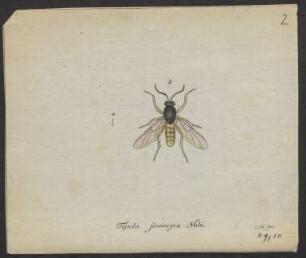 Tipula. Chironomus. Hirtea. Sciara. Bibio. Leptis. Sicus.